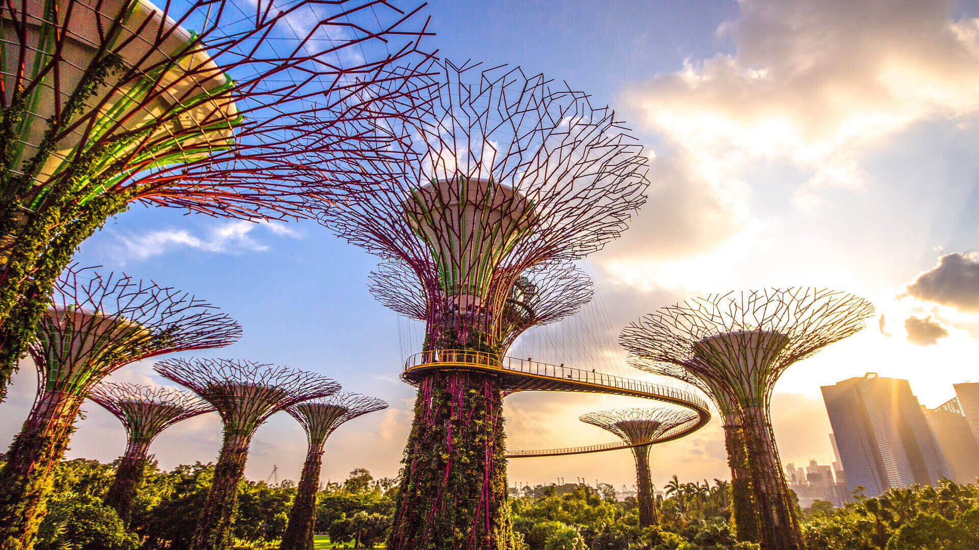 Supertree Grove and OCBC Skyway in daylight, Gardens by the Bay
